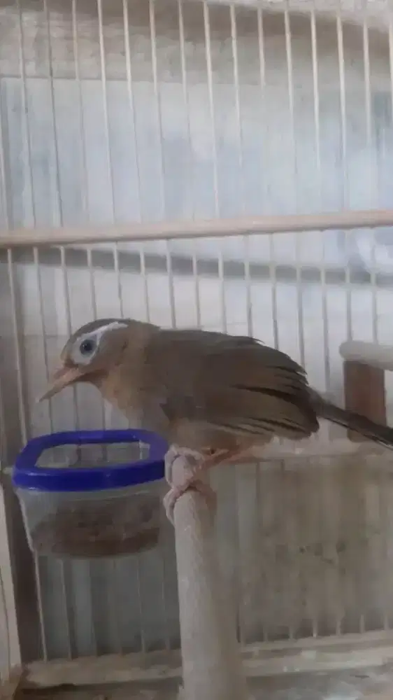 Anakan wambie jantan usia 3bln body big