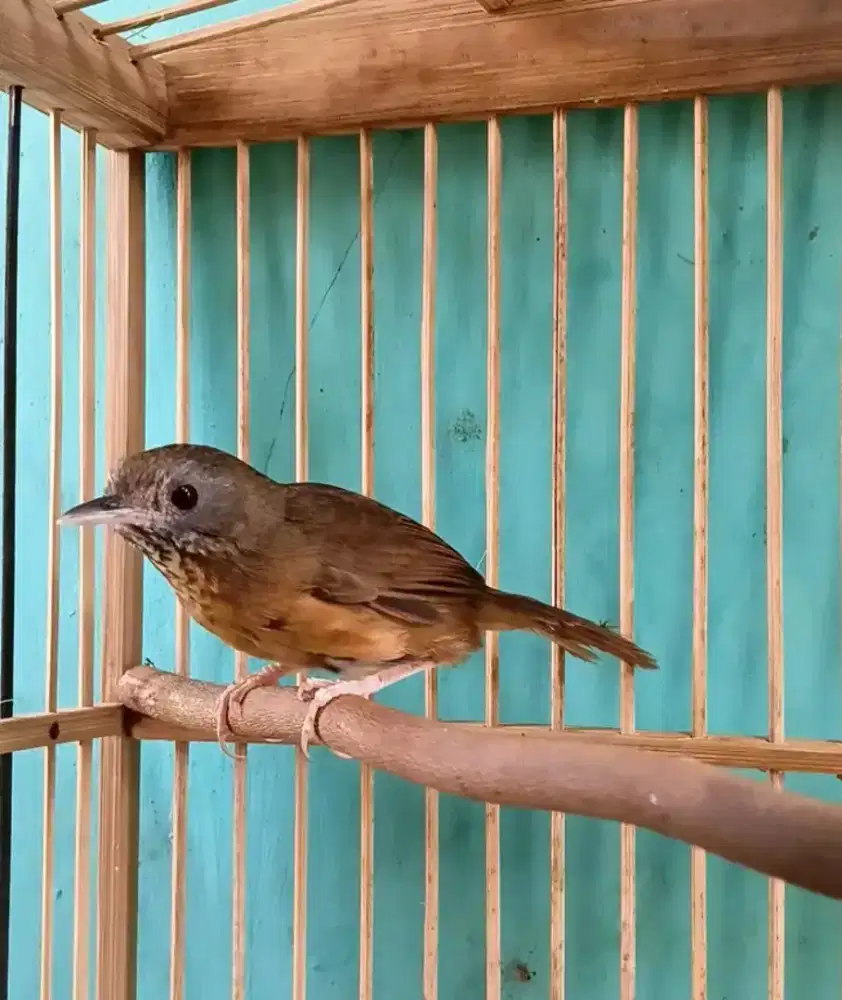 Wambi mini jantan mulus gacor