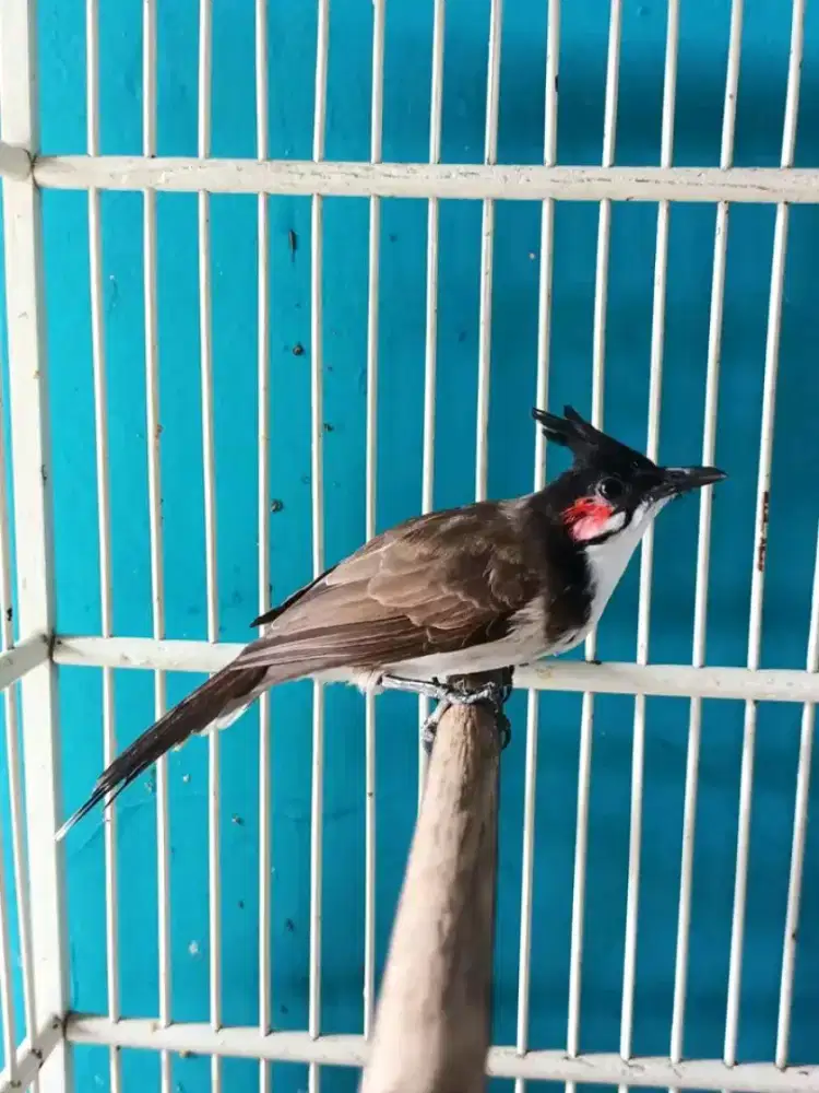 Merbah/kutilang jambul mulus