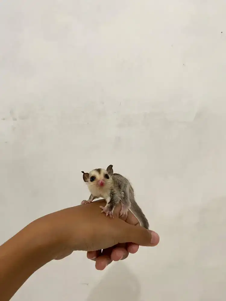 sugar glidder platimum