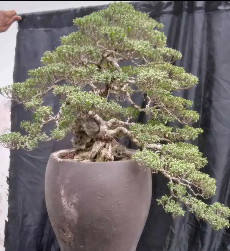 Bonsai santigi large sehat terawat