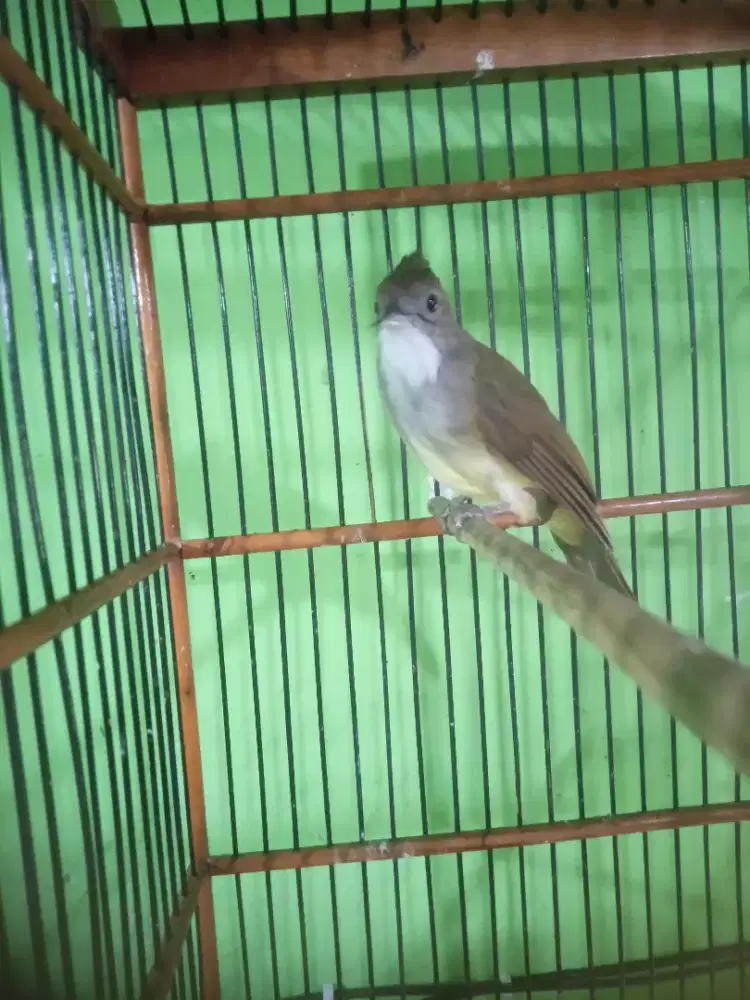 Burung cucak jenggot jawa