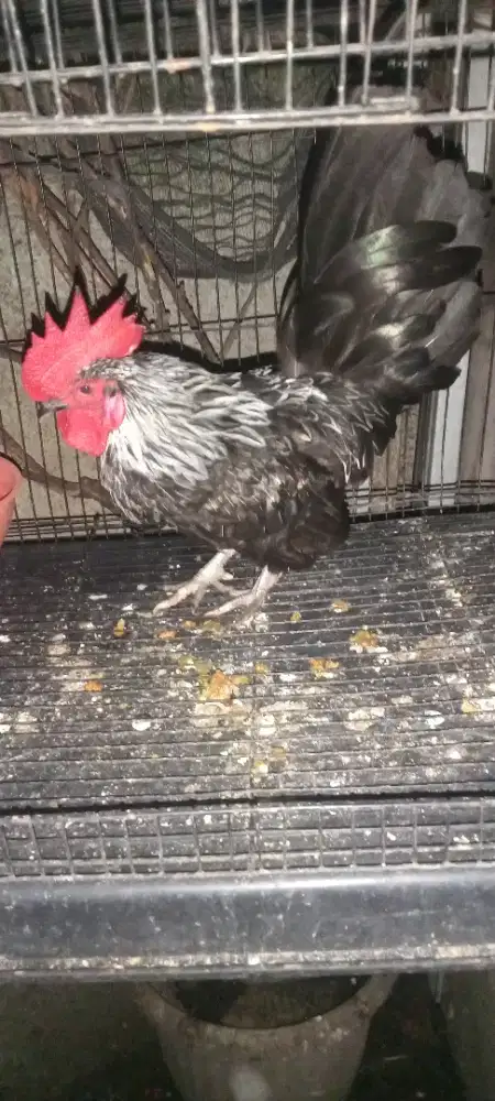 Ayam 3 jantan beberapa ras