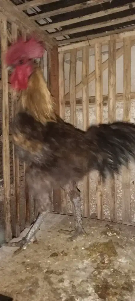 3 ekor jantan ayam hias