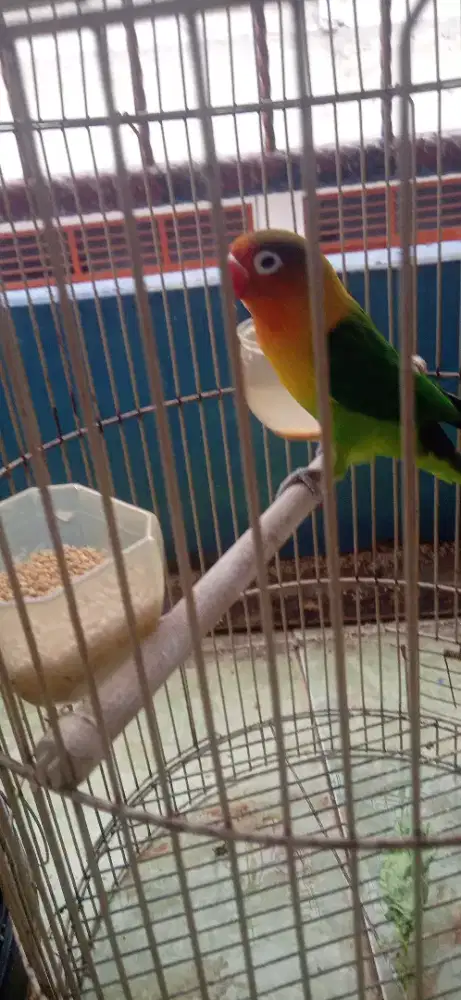 Lovebird 2 Ekor jantan