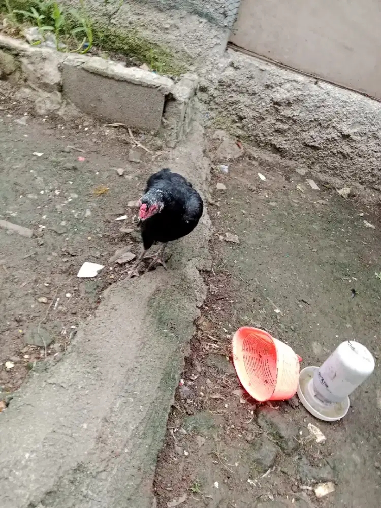 Ayam Birma telor ijo