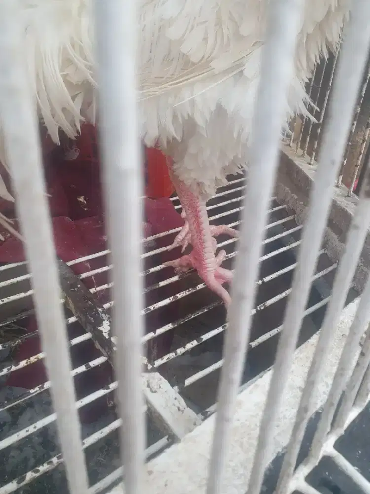 Ayam suro walik jari 10 putih mulus tembus