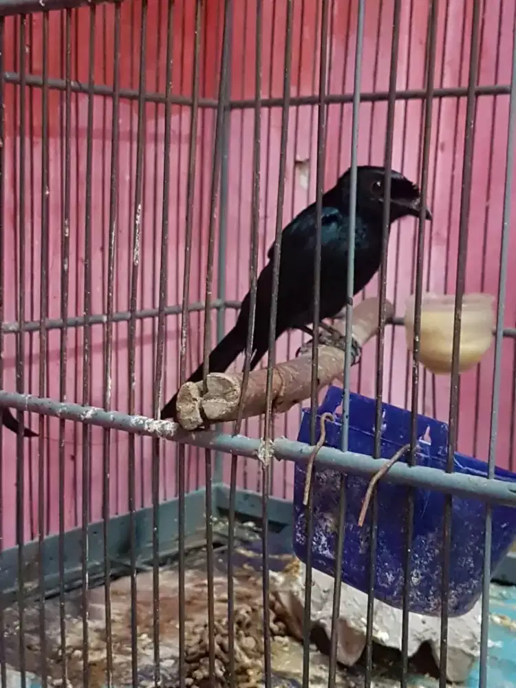 SRN rantil gacor suara variasi