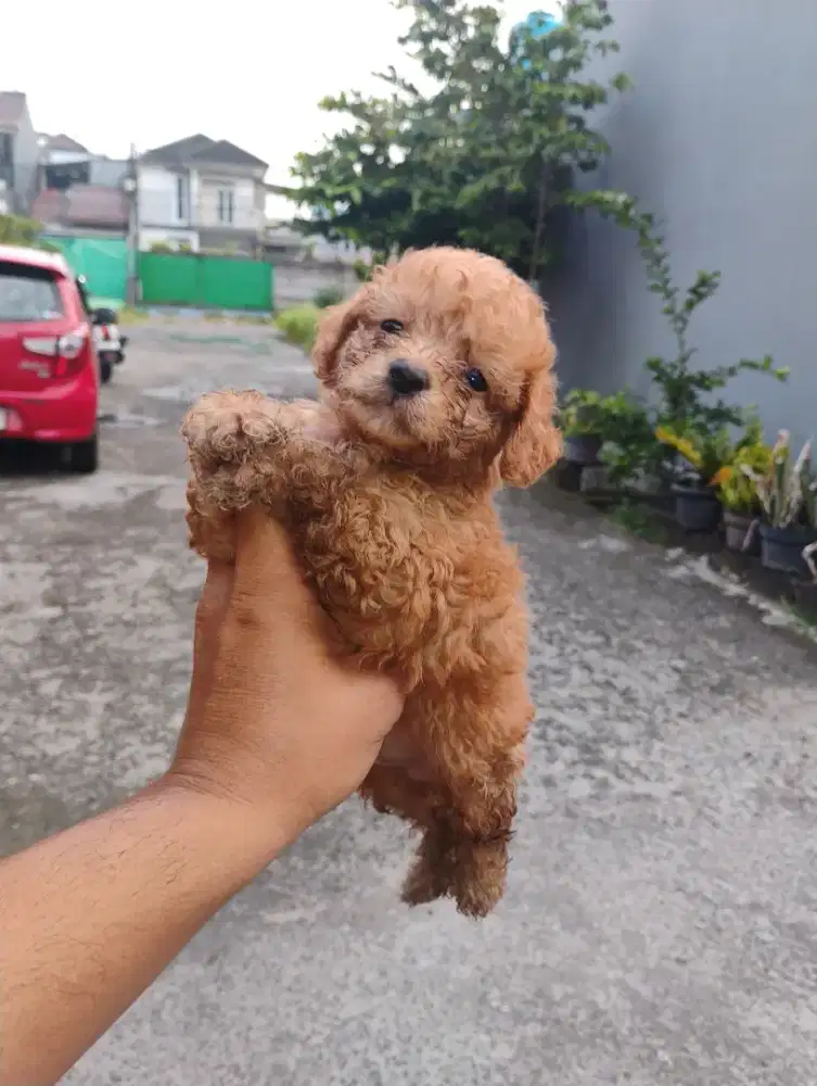 Poodle tinny coklat jantan