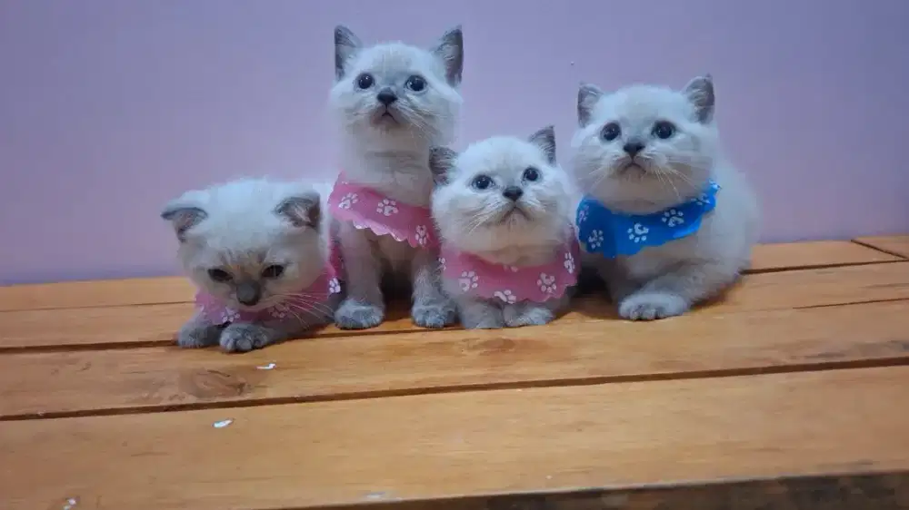 BRITISH SHORTHAIR WARNA RARE BLUE POINT