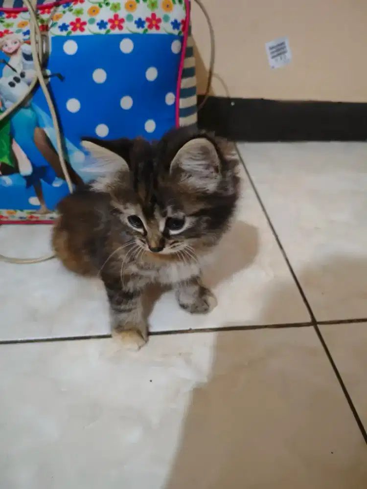 kucing hima x longhair