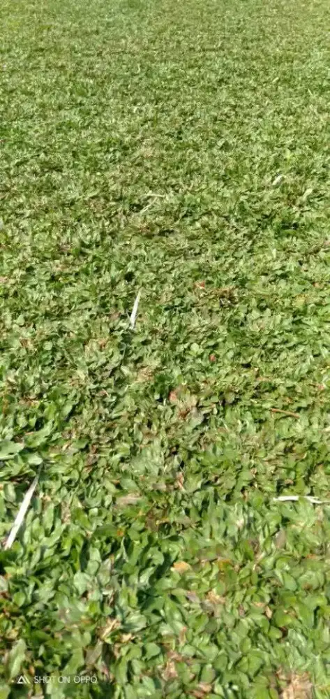 Jual rumput hias gajah mini