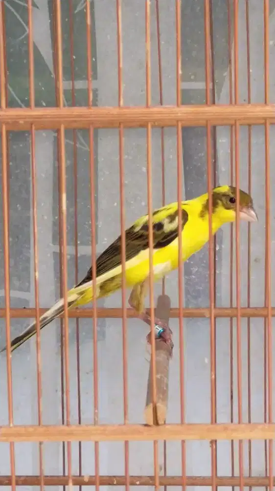 Burung kenari F1gb paud/anak