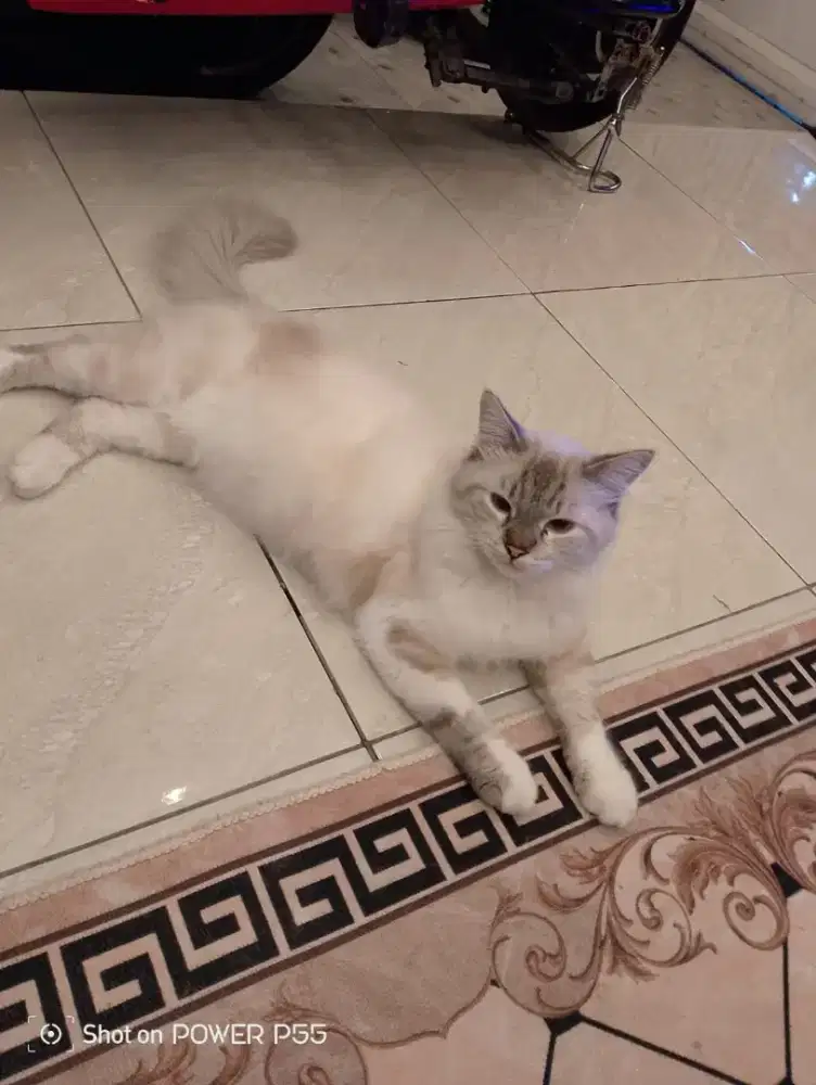 Bilih Aya NU minat kucing gratis