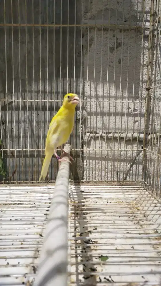 Burung kenari F1gbsf paud/anak jantan