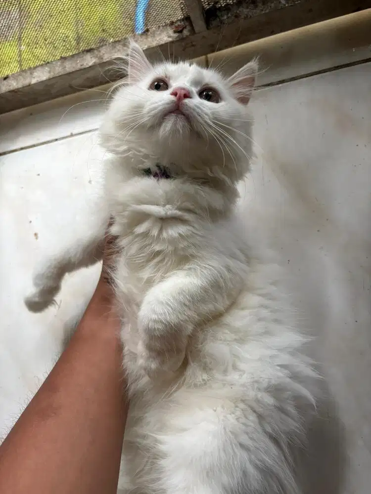 JUAL CEPAT KUCING PERSIA BETINA UMUR 4 BULAN