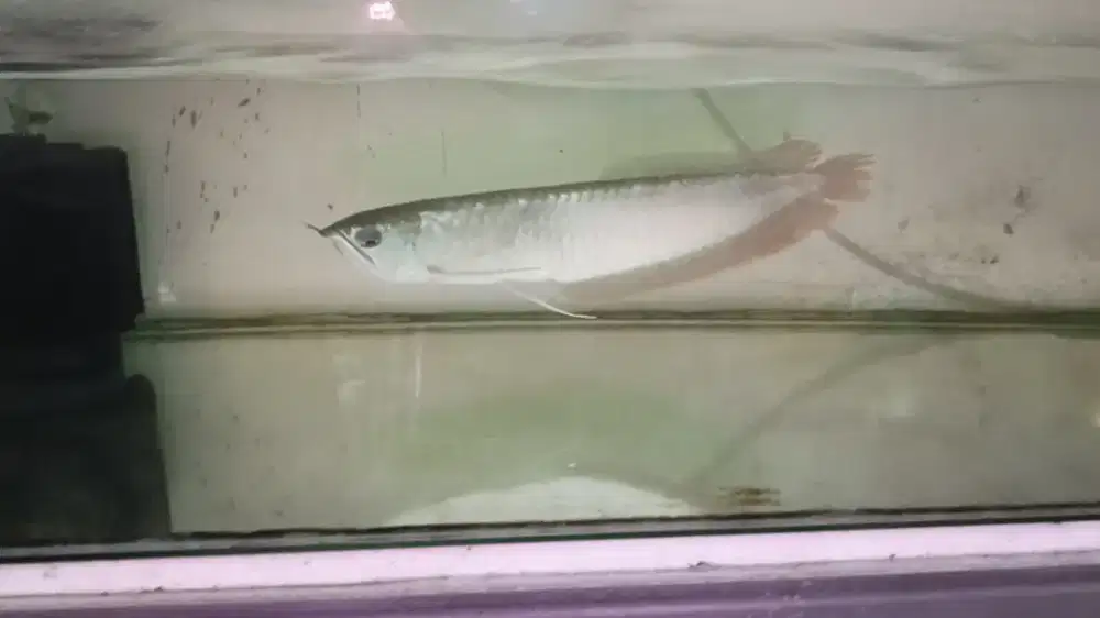 Arwana silver 40cm