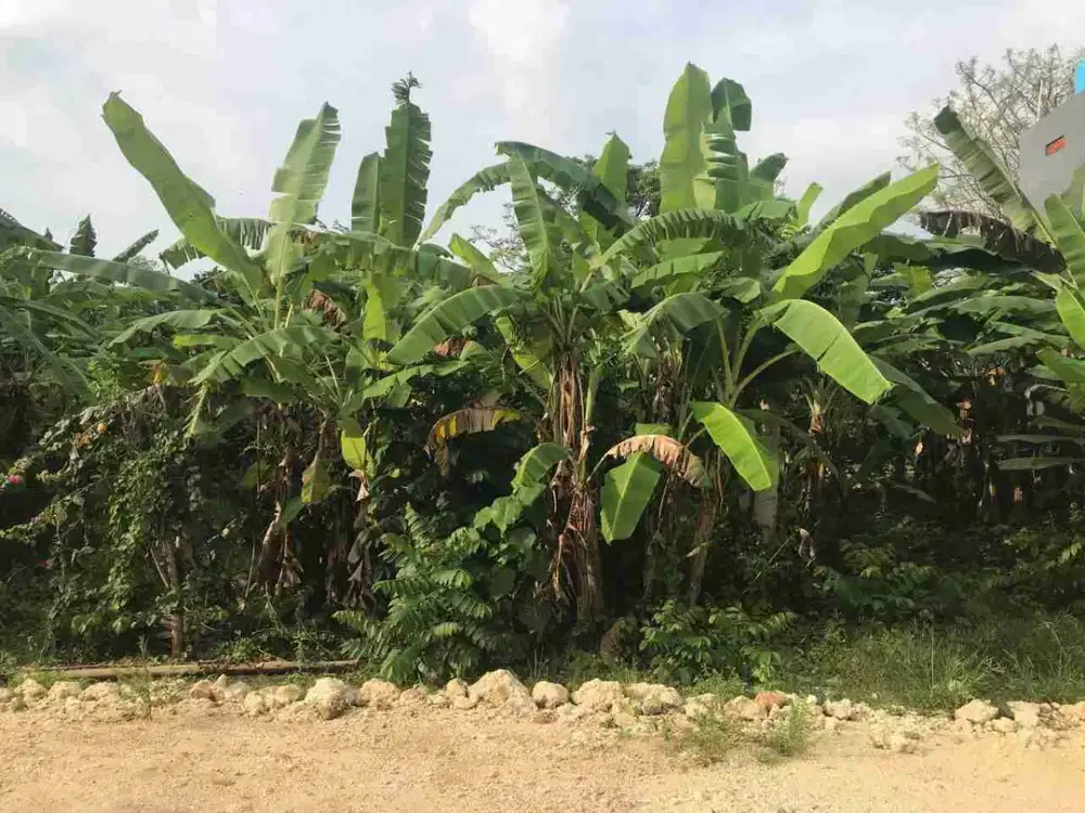 Jual Tanah 2 are Harga Global Lokasi Trenggana Timur Denpasar Timur Zona Kuning area Pemukiman