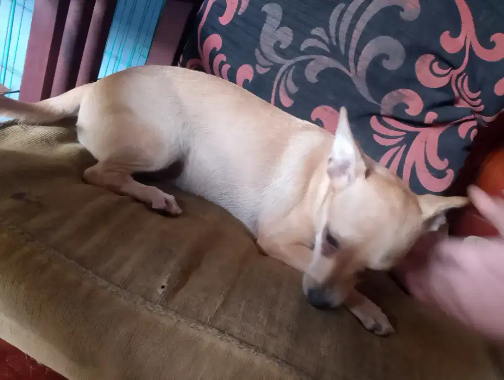 Open adop anak Dogi mini