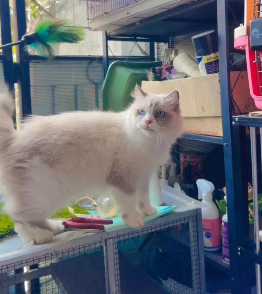 Kucing ragdoll betina