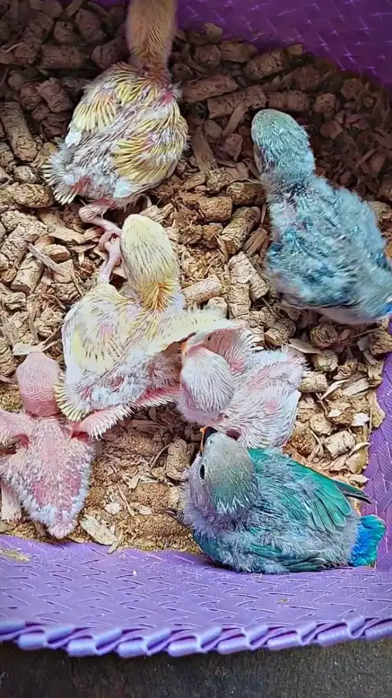 Lovebird non klep respon spet