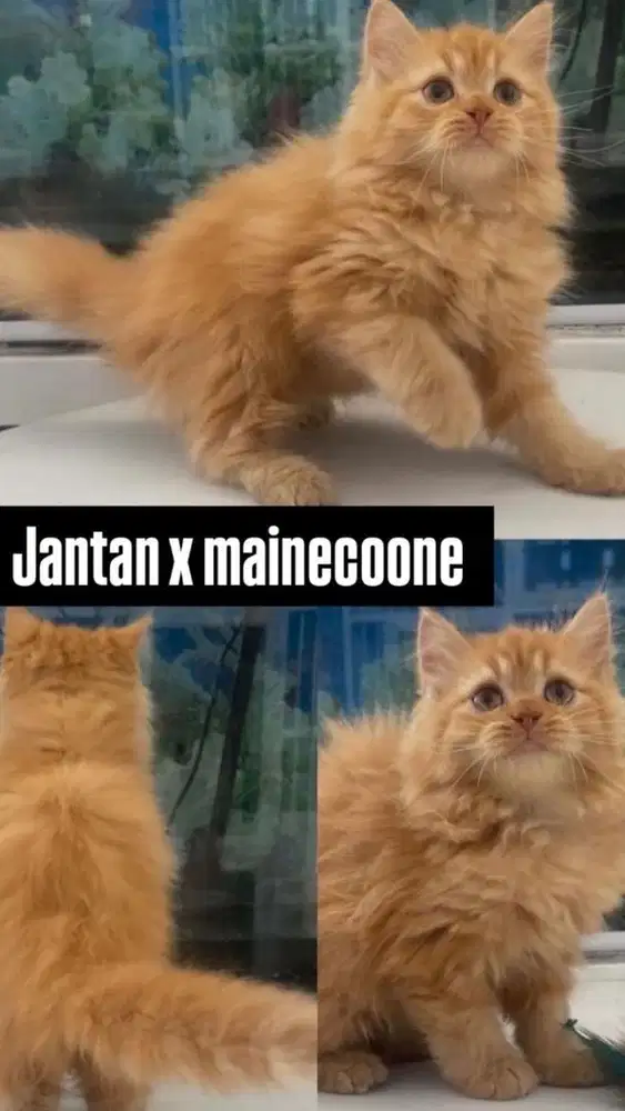Kitten jantan oren x mainecoon