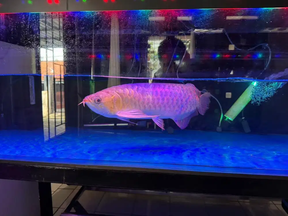Arwana Super Red Plus Aquarium