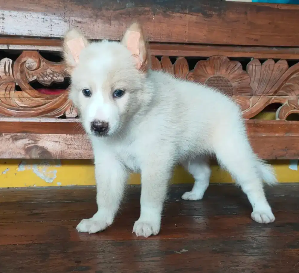 anak anjing golden mix