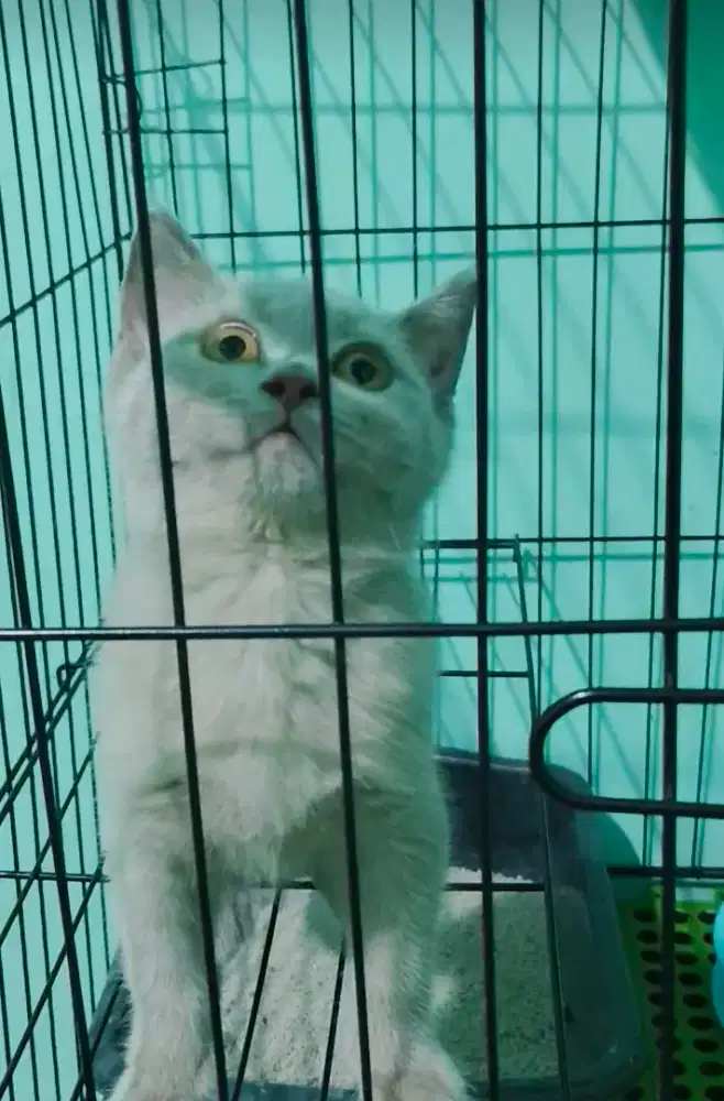 British lilac female 3bulan