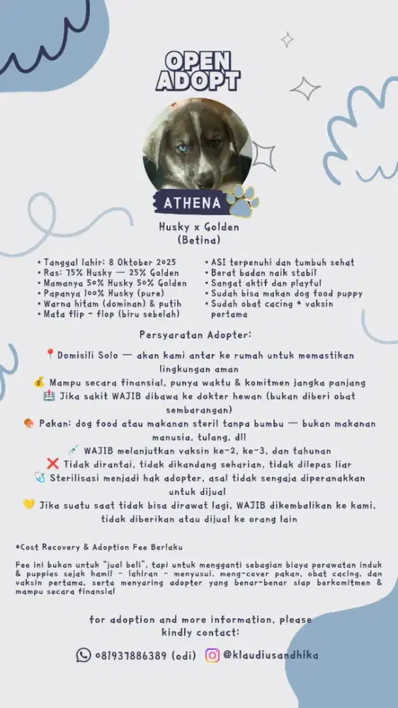 Open Adopsi Anjing Husky mix Golden