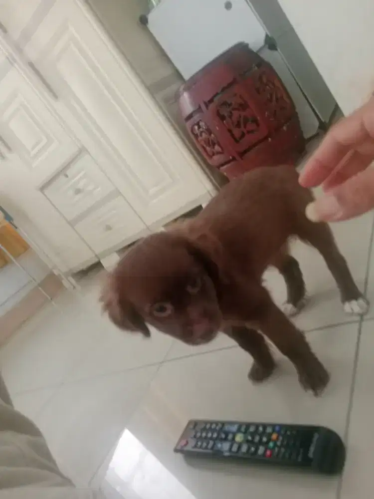 Poodle btn 2 bln warna coco non stb