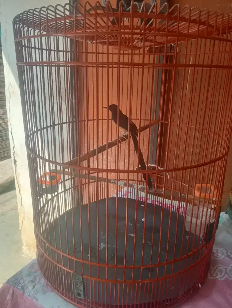 Murai batu prestasi ya gan