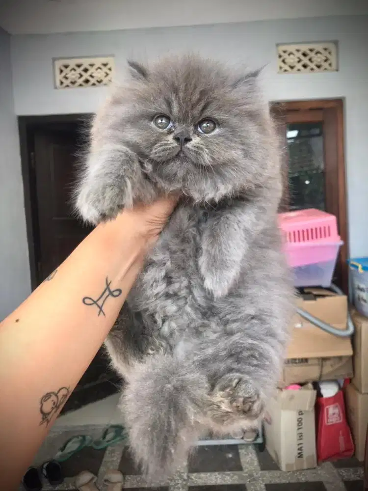 Kitten persia flatnose betina (anak kucing persian)