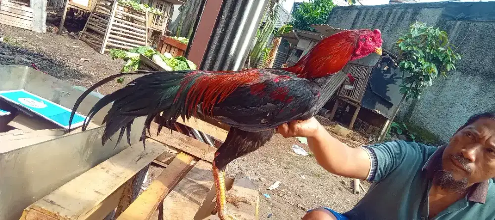 Ayam bangkok berkualitas