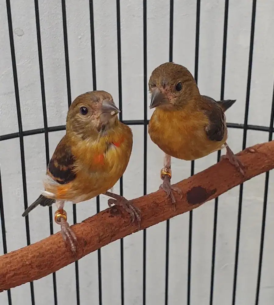 Anakan red siskin klasik jantan