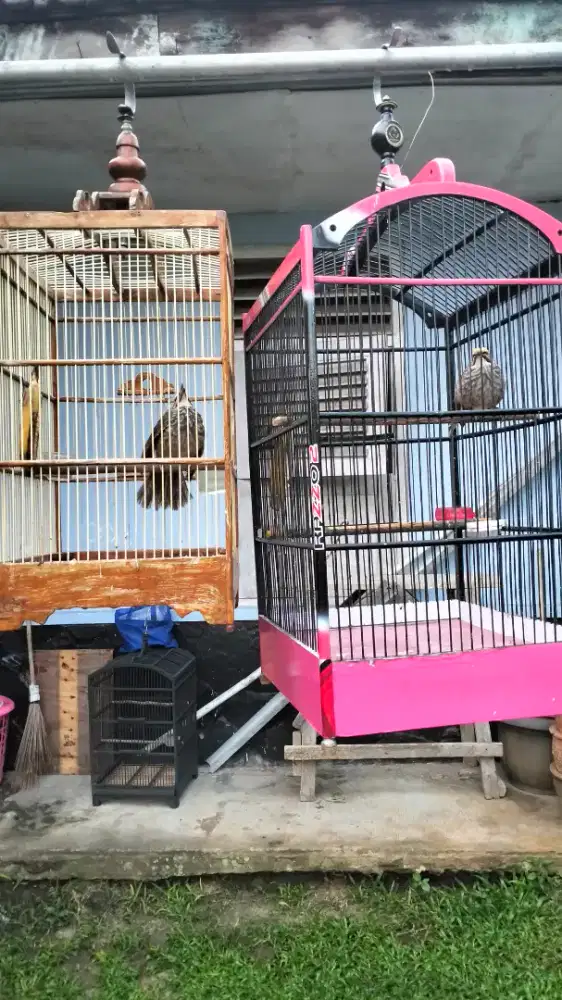 Cucak Rowo sepasang dna mapan