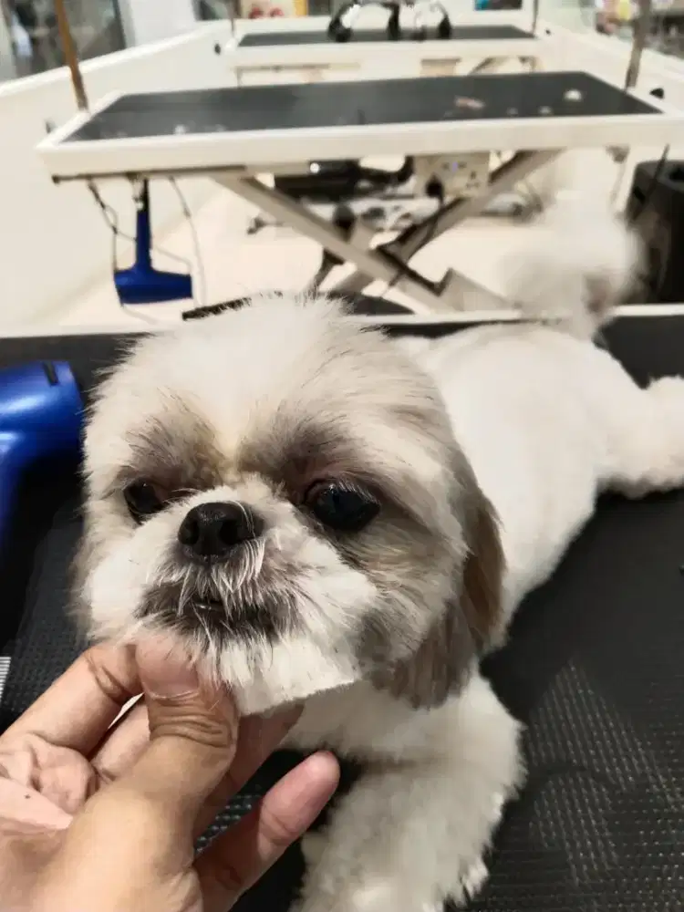 Dicari art momong anak 1.5 th (rumah pelihara anjing)