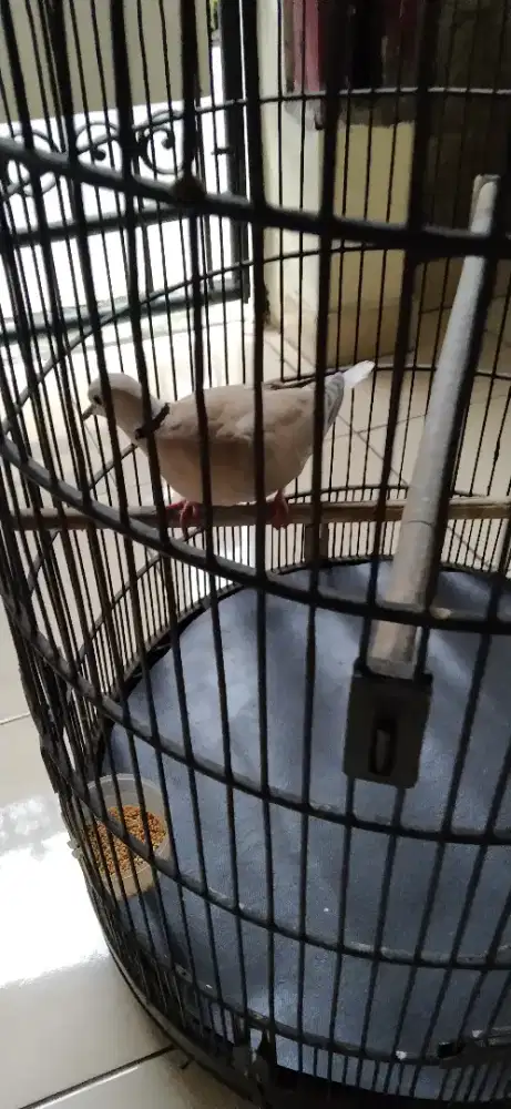 Jual cepat Burung Puter + Kandang eks Murai, ada kerodongnya.