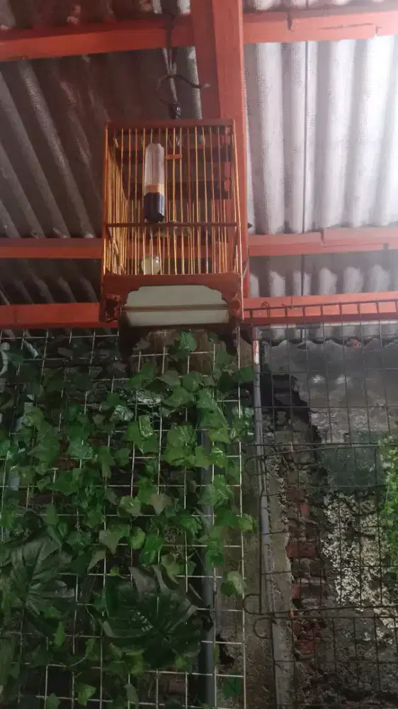 Jual burung sudah nyadafull set