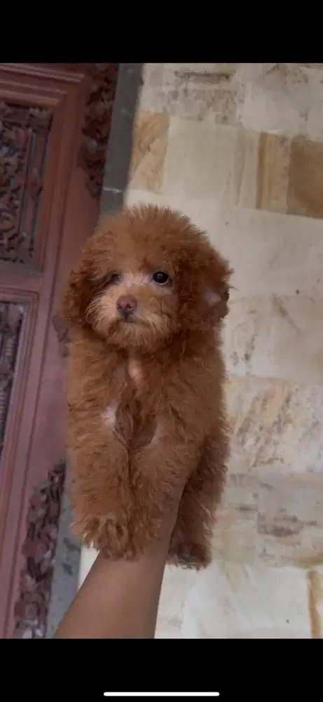 Red toy poodle betina non stambum