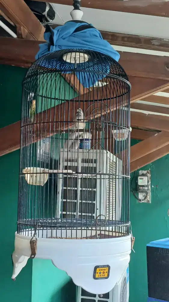 Blacktroot fulset gacor