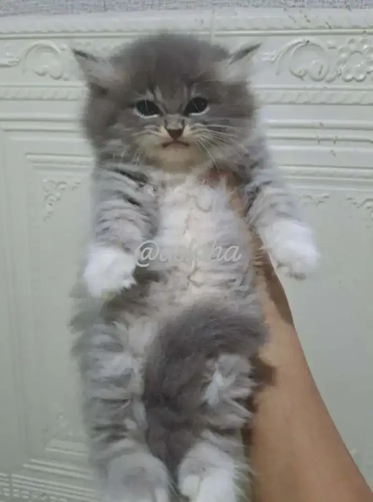 Anak kucing anggora/kitten persia betina/kucing persia betina