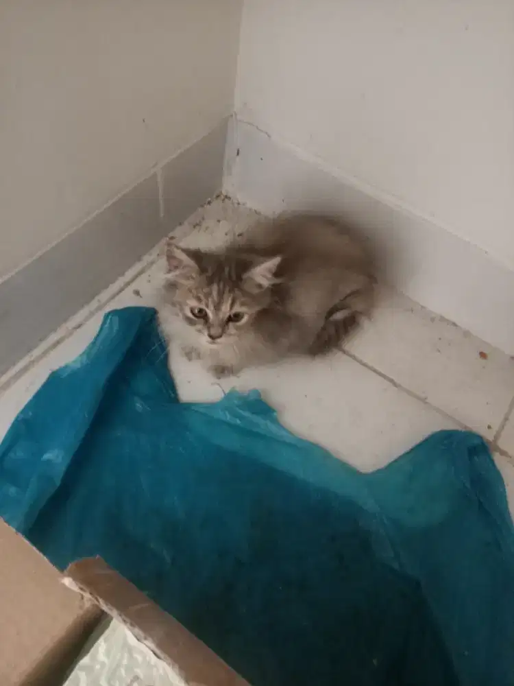 Kitten gemoy  persia