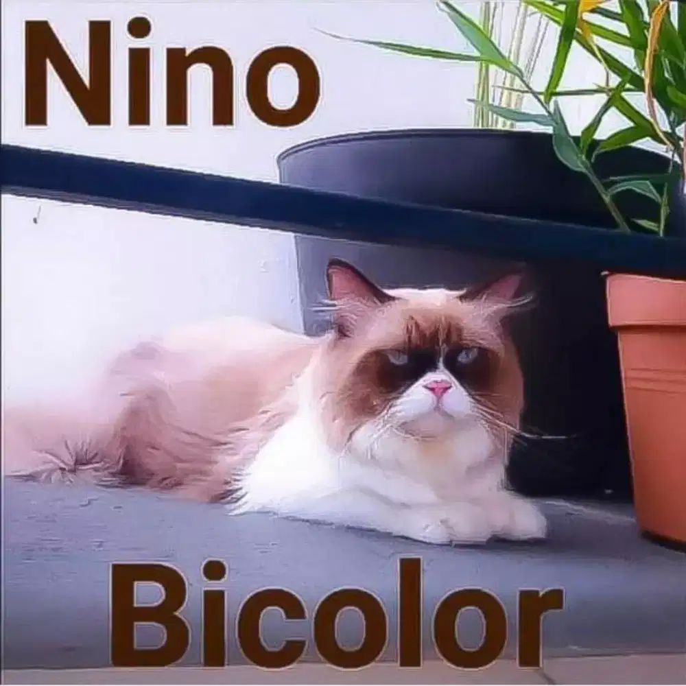 Kawin Kucing / Jasa Pacak Kucing Ragdoll Seal Bicolor