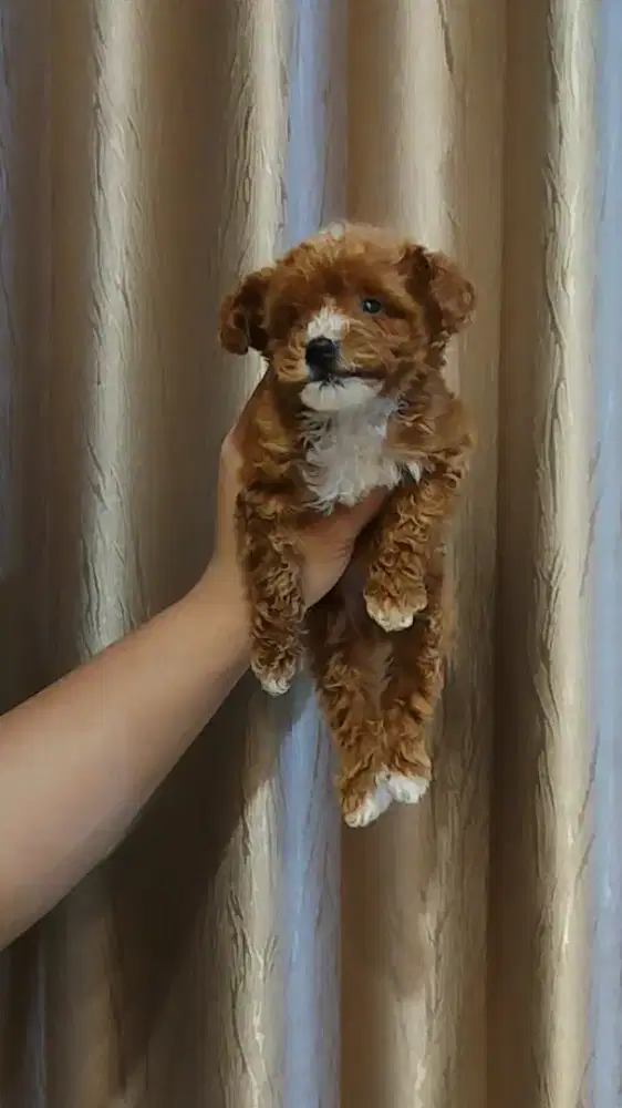 Poodle super teacup ear