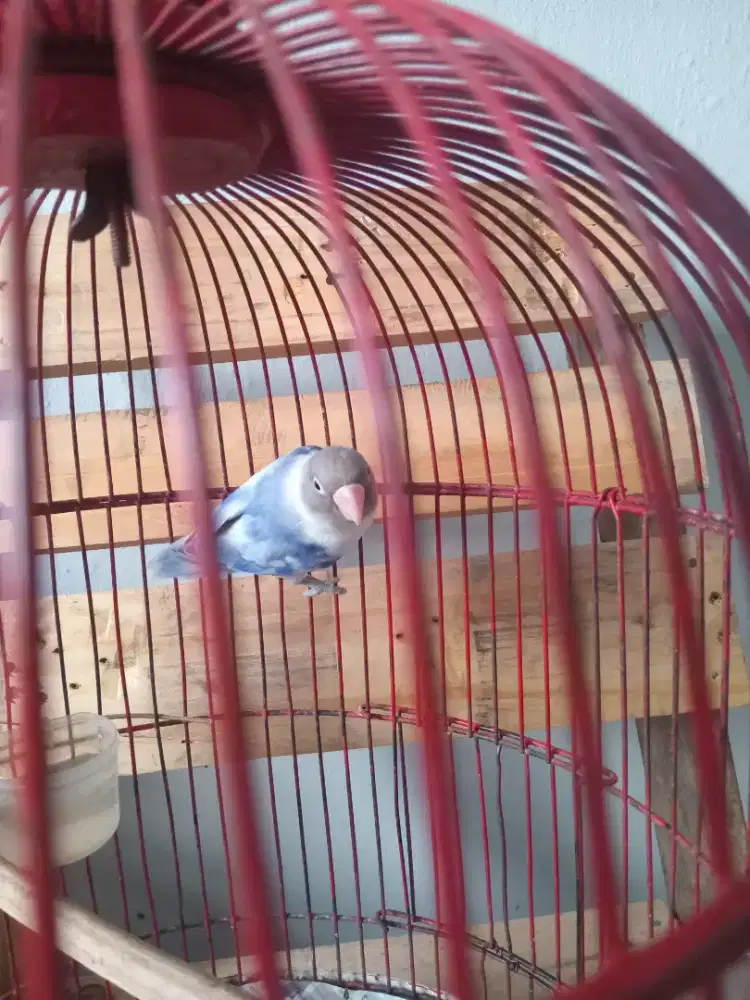 Lovebird Betina Dewasa