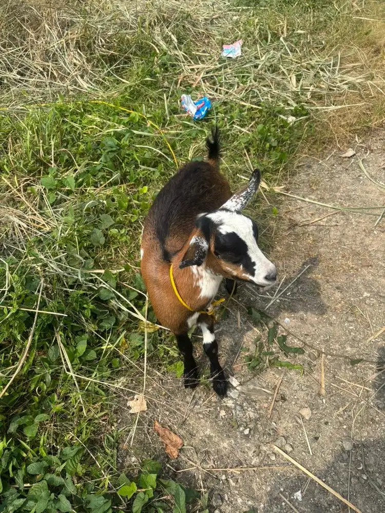 Kambing Jawa Kacang Betina Anakan