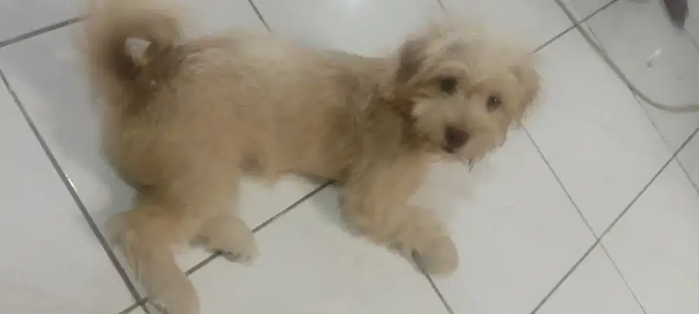 OPEN ADOPT PUPPY POODLE mix 4bulan