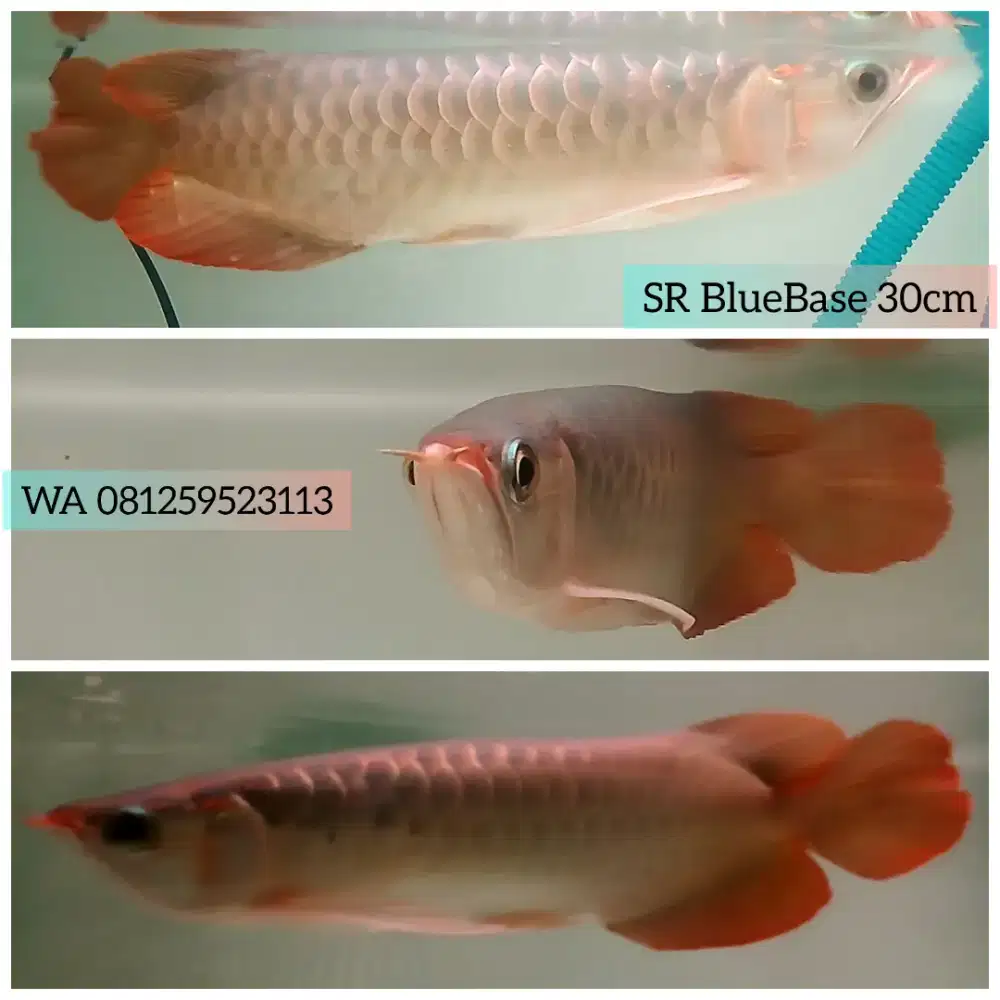 Arwana Super Red Blue Base 29 cm Gondrong