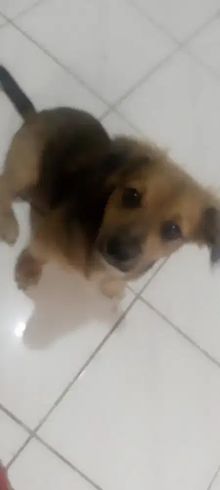 Open adopt puppy poodle  mix usia 4 bulan